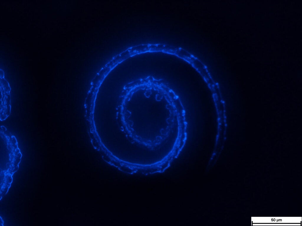 Fluorescence microscopy images of spiral crystals of pyrene grown in polymer blends (neon blue spiral against black background)