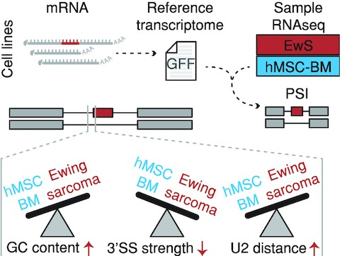 Graph from research modeling how RNA splicing in Ewing sarcoma is quantified and characterized