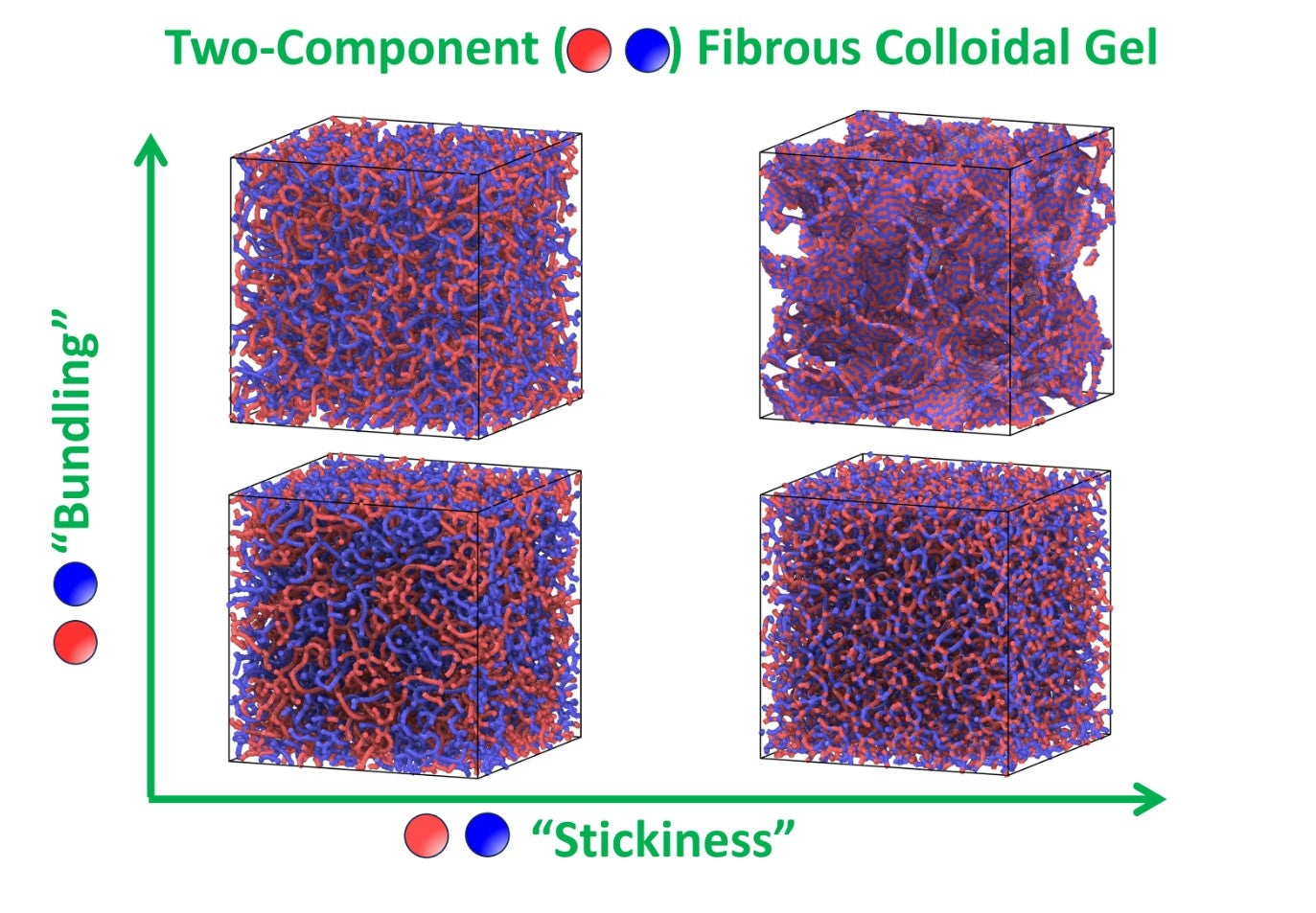 Graph with bundling on y-axis and stickiness on x-axis, demonstrating four models of two-component fibrous colloidal gels. Models are 3-D blocks with red and blue squiggles of various density of packing. 