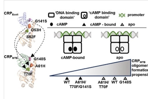 This study focuses on the differential allosteric regulation by the ubiquitous signaling molecule, cAMP, in the cAMP receptor protein from Escherichia coli (CRPEcoli) and from Mycobacterium tuberculosis (CRPMTB). By introducing structurally homologous mutations from allosteric hotspots previously identified in CRPEcoli into CRPMTB and examining their effects on protein solution structure, stability, and function, we aimed to determine the factors contributing to their differential allosteric regulation. Results from this study indicate that the structural similarity between two allosteric proteins from distantly related bacteria does not reliably predict their allosteric behavior nor identify allosteric hotspots involved in the response to molecular signals. 